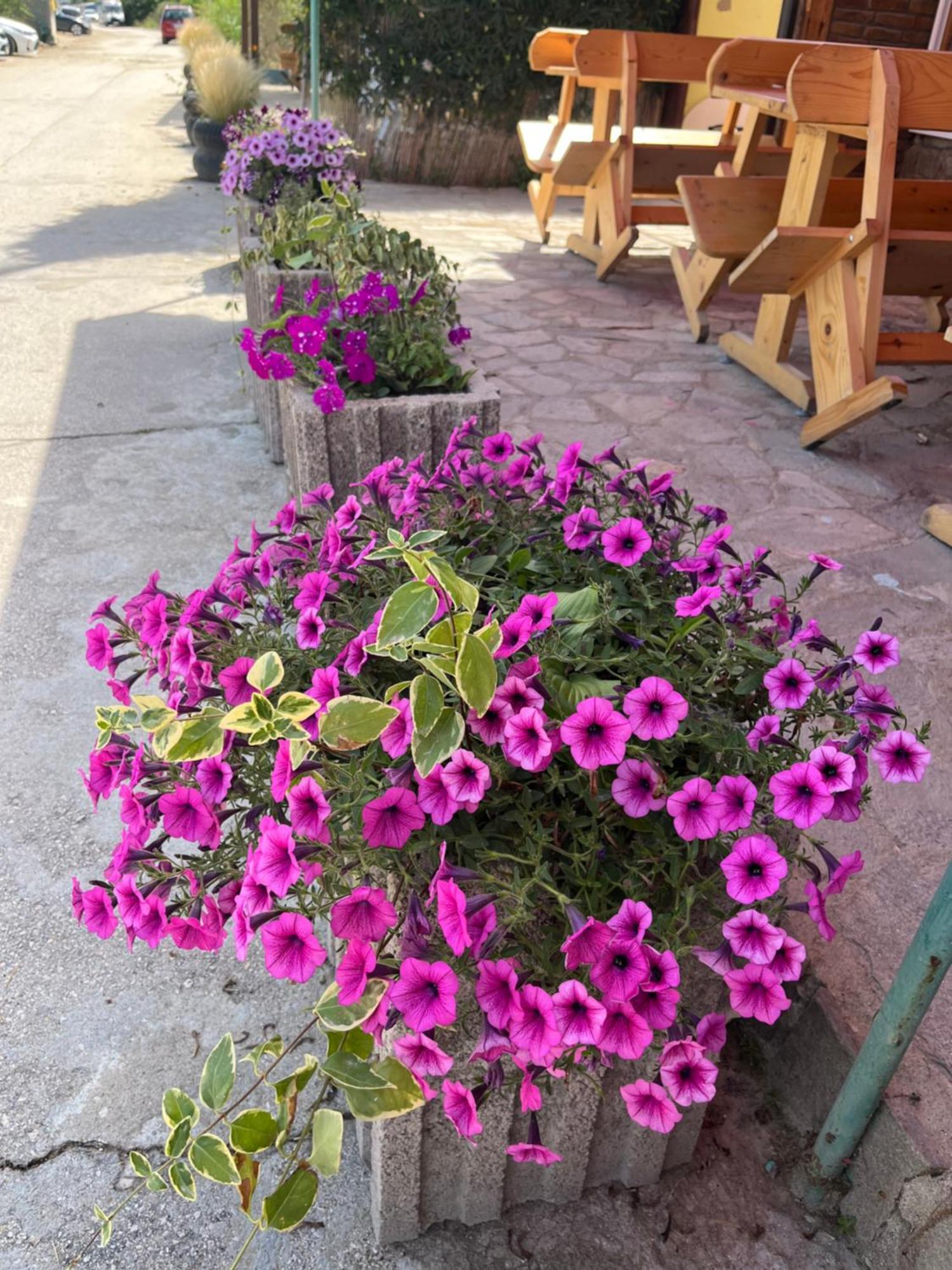Family Hotel Globus Aranyhomok Kültér fotó